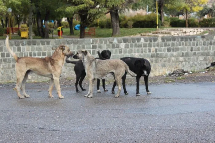 مسئولیت سگ های ولگرد با کیست؟ سگ پرسه زن خطری برای انسان و حیات وحش