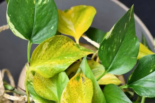 علت زرد شدن برگ گیاهان آپارتمانی