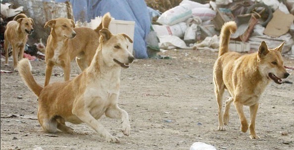 ولگردی ۳ میلیون سگ در ایران که هرکدام ۲۰ توله پس می اندازد