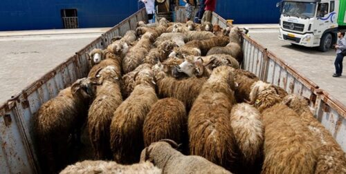 گوسفند های زنده از فارس به حاشیه خلیج فارس نرسید/باند قاچاق در هرمزگان متلاشی شد