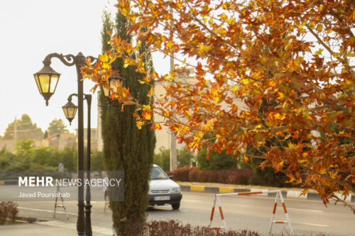 پاییز شیراز 8