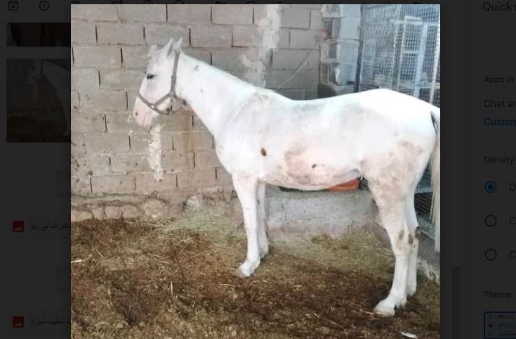 عامل کشتار و فروش گوشت اسب های بیمار در جهرم دستگیر شد