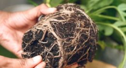 چگونه از پوسیدگی ریشه گیاهان در آپارتمان و باغچه جلوگیری و آن را درمان کنیم؟