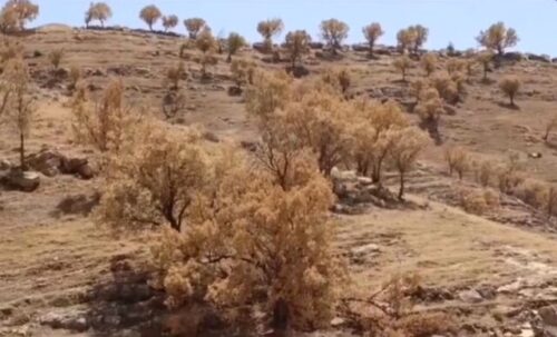 نابودی درختان با قدمت بیش از ۵۰۰ سال بدلیل خشکسالی در استان فارس
