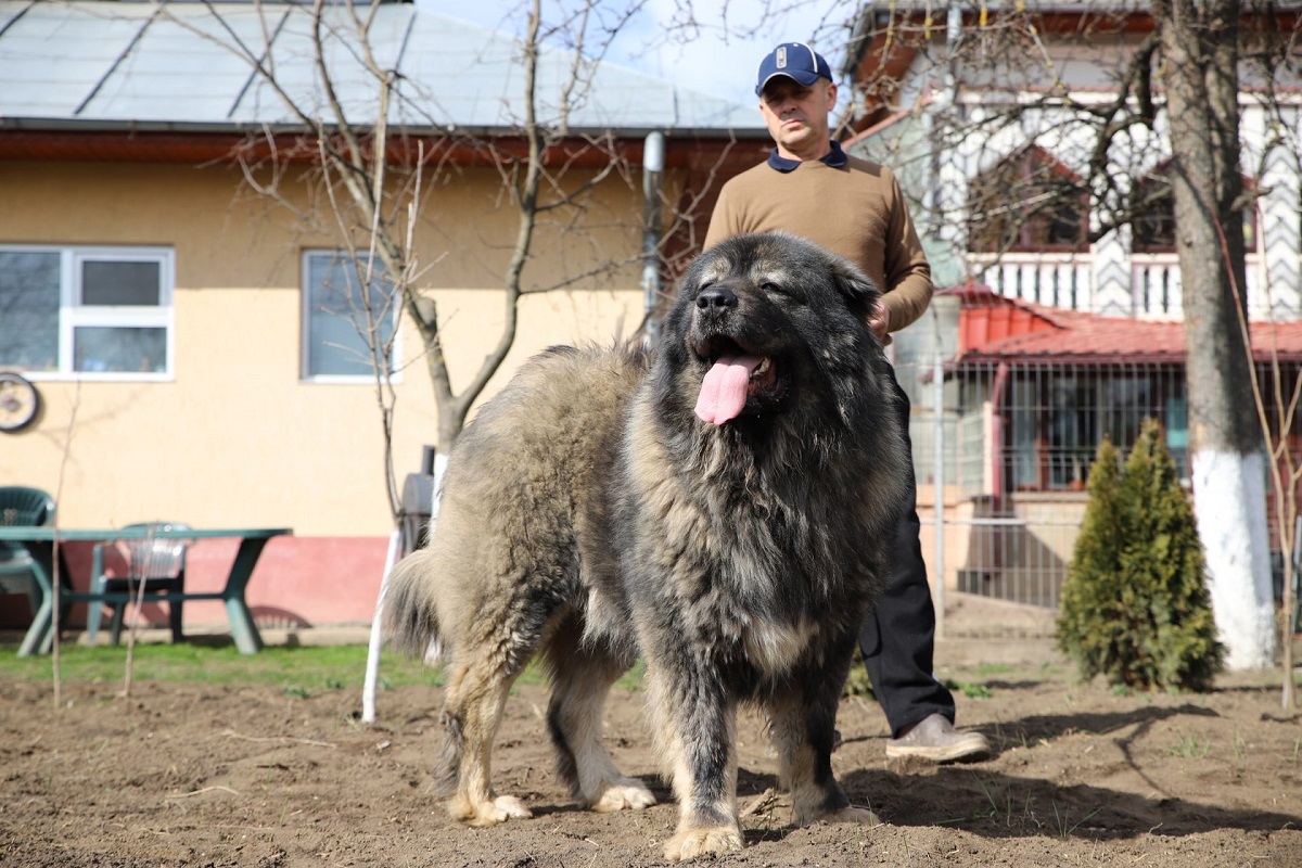 بزرگترین نژاد سگ مهربان ، وفادار و محافظ در ایران [+عکس]