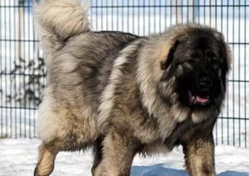 بزرگترین نژاد سگ مهربان ، وفادار و محافظ در ایران