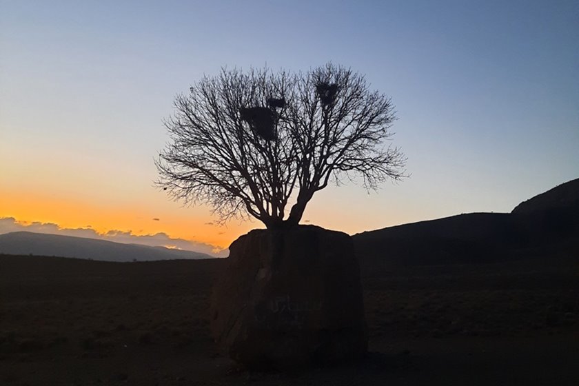 نگاه کنید| عجیب‌ترین درخت ایران که در دنیا لنگه ندارد