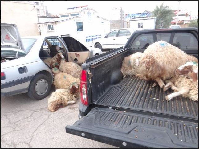 بار خودروهای متواری در فیروز آباد – عسلویه گوسفند بود