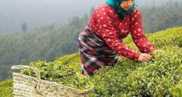 ناگفته های اختلاس ۳ میلیارد دلاری از زبان رئیس سندیکای کارخانه‌های چای کشور