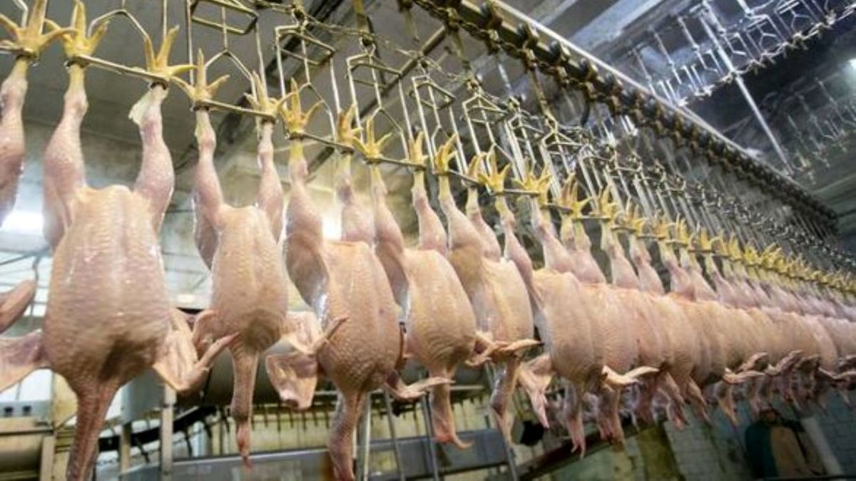جریمه ۱۷ میلیاردی چند عامل توزیع بخاطر گران فروشی مرغ در شیراز/ چطور گرانفروشی را گزارش کنیم؟