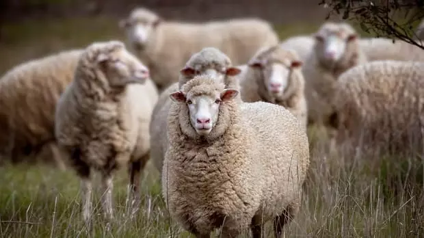 دامداران گوسفندانشان را مفتی و رایگان به دیگران می دهند !