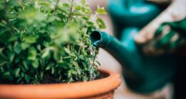۵ نشانه مهم کم آبی در گیاهان آپارتمانی