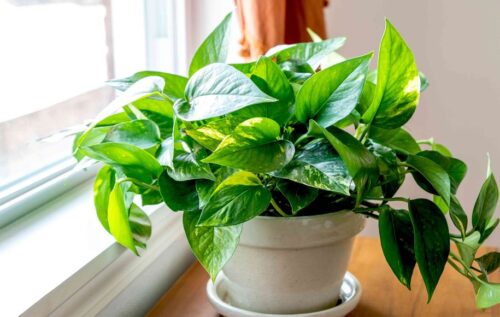 10 تا از بهترین گیاهان تصفیه کننده هوا از نظر فنگ شویی برای نگهداری در آپارتمان