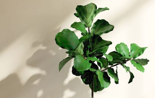 Fiddle leaf plant