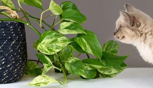 Houseplants That Are Toxic to Cats