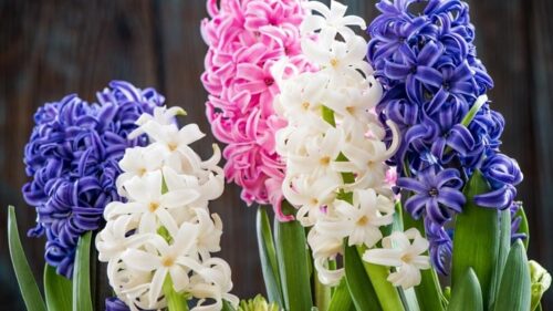 Hyacinth flowersسنبل