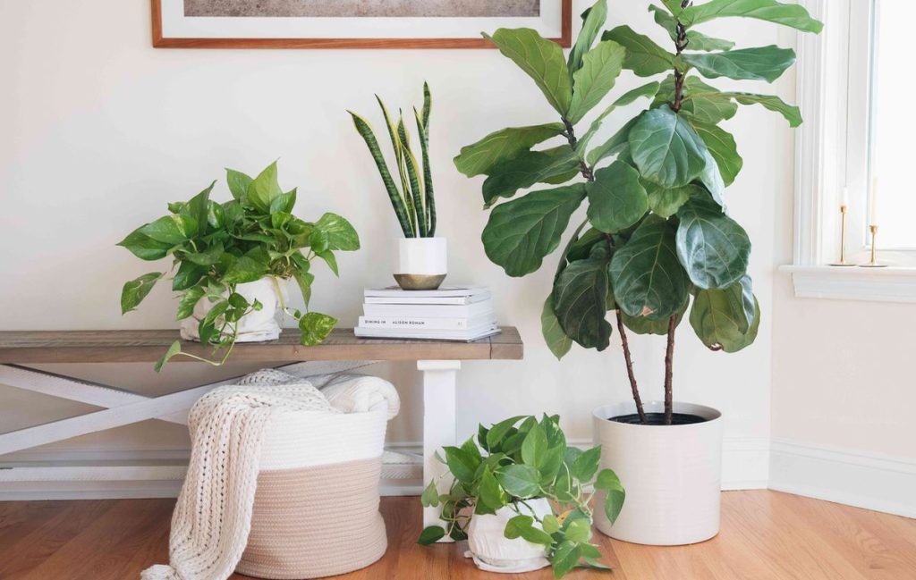 ۱۰ تا از بهترین گیاهان تصفیه کننده هوا از نظر فنگ شویی برای نگهداری در آپارتمان
