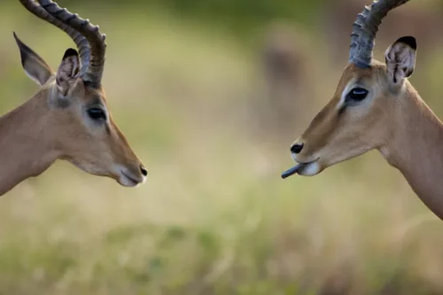 impala aepyceros melampus sticking out tongue kruger national park mpumalanga province south africa