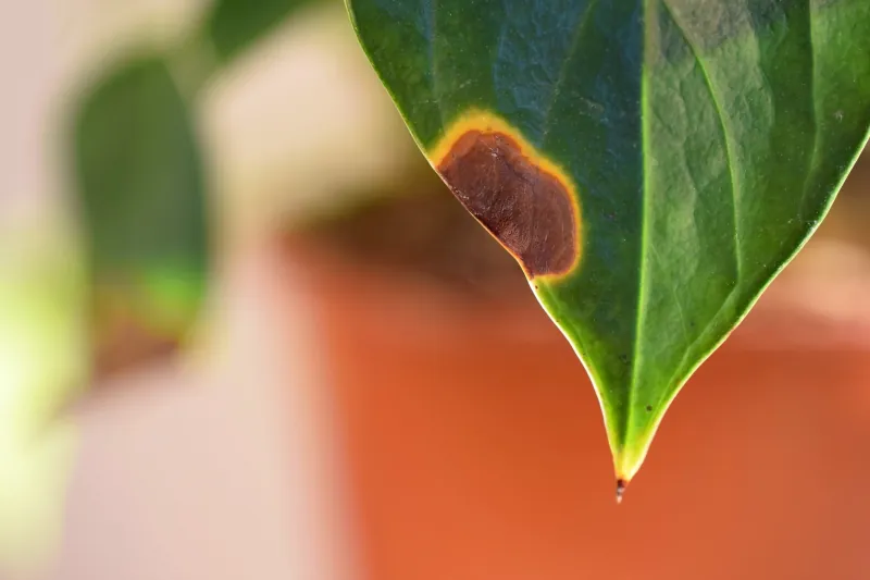 دلیل قهوه ای شدن برگ گیاهان آپارتمانی و راه‌های درمان آن چیست؟