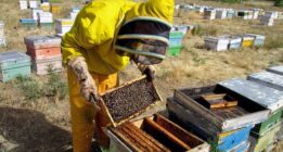 شکایت زنبورداران از نبود مُشتری برای عسل ، تقلبی ریختن تو بازار و دولت هیچ برنامه‌ای ندارد
