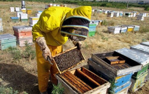 عسل طبیعی و صال+عسل تقلبی