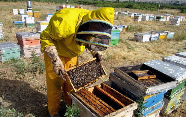 شکایت زنبورداران از نبود مُشتری برای عسل ، تقلبی ریختن تو بازار و دولت هیچ برنامه‌ای ندارد