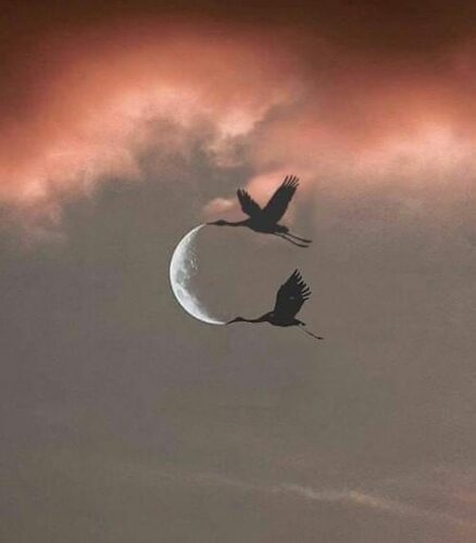 عکس ماه و پرنده