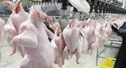 جریمه ۲۰۰ میلیونی کشتارگاه بدلیل گرانفروشی مرغ زنده در خوزستان
