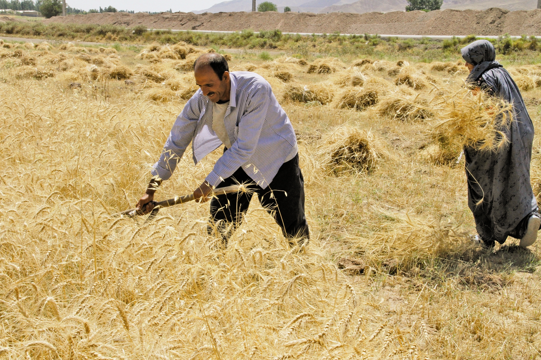 نرخ جدید خرید گندم سودی برای کشاورزان ندارد/اعضای شورای قیمت گذاری باید سریع استعفا دهند