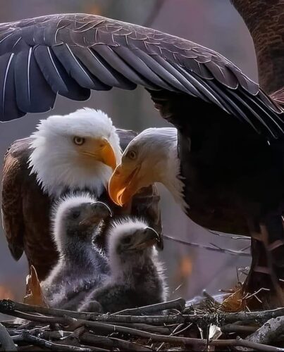 کی از زیباترین تصاویر عقاب کچل که تا به حال گرفته شده