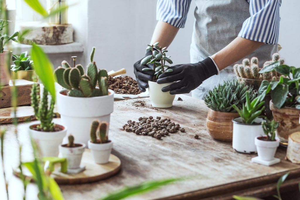 ۶ روش برای نجات گیاهان آپارتمانی که در حال خشک شدن هستند