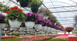افتتاح پایانه عرضه مستقیم انواع گل و گیاه‌ تزیینی و آپارتمانی در شیراز بزودی
