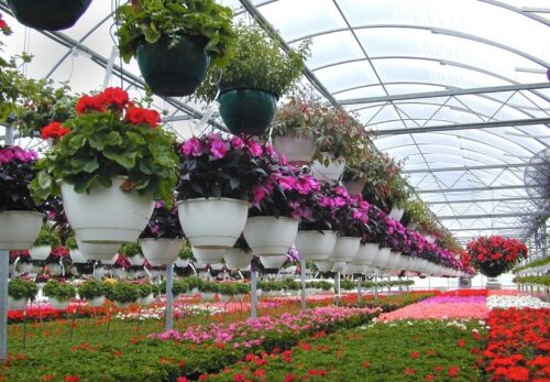 پایانه عرضه مستقیم انواع گل و گیاه‌ تزیینی و آپارتمانی در شیراز 