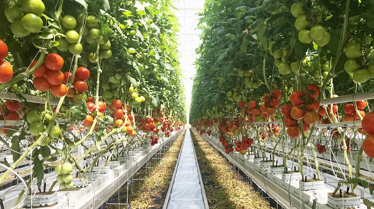 روشی آسان برای پرورش گوجه فرنگی روی پشت بام که شما هم می توانید (ویدئو)