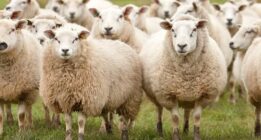 گوسفندان دلال یزدی پایشان به خارج نرسید