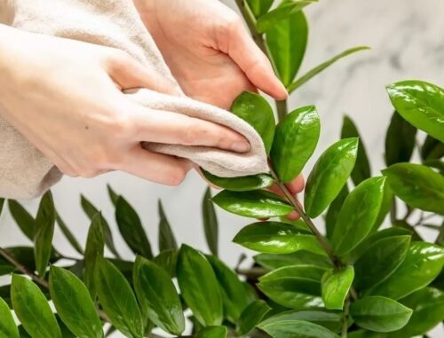 تمیز کردن گیاه مصنوعی