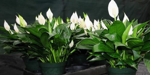 Air Purifier Peace Lily