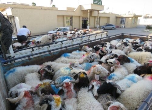 بازداشت ۴ نفر در ارتباط با ۲۵۰ گوسفند در کمربندی شیراز که داشتند خارج میرفتند