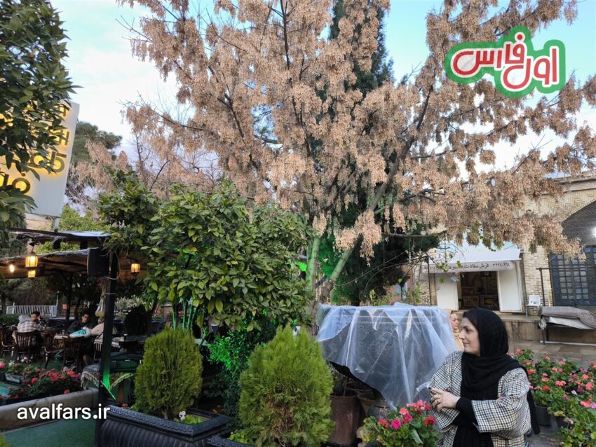 تصاویر شیراز بعد از باران 21