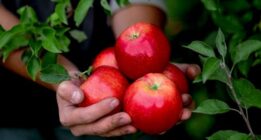 روش نگهداری سیب درختی برای مدت طولانی که تازه و سالم بماند