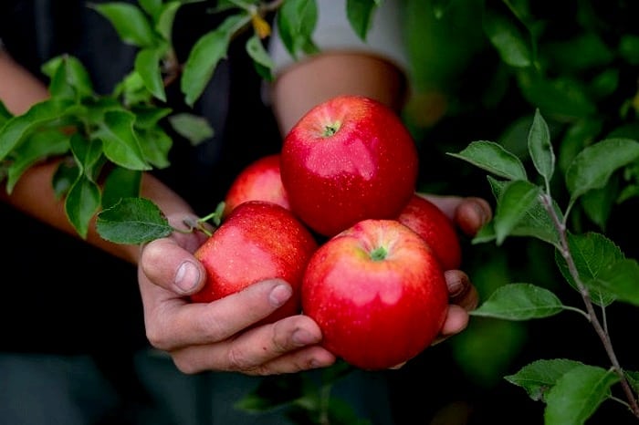 روش نگهداری سیب درختی برای مدت طولانی که تازه و سالم بماند