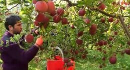 سیب را کیلویی ۱۲ هزار تومان از کشاورز می خرند و ۵۰ هزار تومان می‌فروشند/نیازی نیست که بر سر کشاورز بزنیم