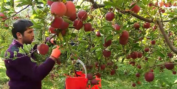 سیب را کیلویی ۱۲ هزار تومان از کشاورز می خرند و ۵۰ هزار تومان می‌فروشند/نیازی نیست که بر سر کشاورز بزنیم