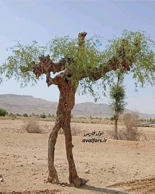 درختی شبیه انسان در سیستان و بلوچستان+عکس