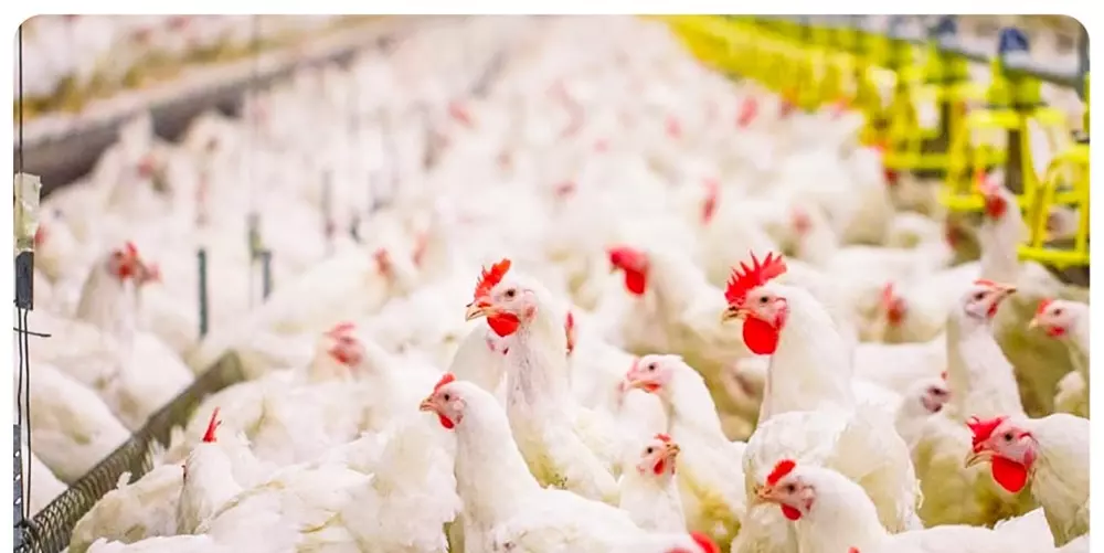 جریمه ۱۴ میلیاردی مرغداری که مرغ زنده را گران می فروخت