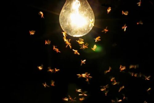 چرا حشرات شب‌ها دور چراغ و لامپ جمع می‌شوند؟