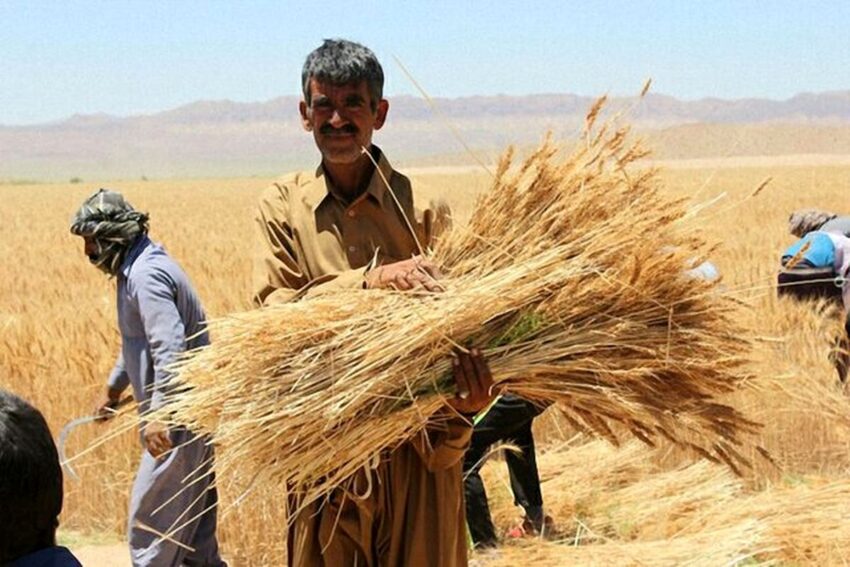دولت یادش رفت جایزه ۲ هزار تومانی گندم را بدهد؟ کشاورزان گلایه دارند