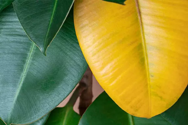 علت زرد شدن برگ گیاهان آپارتمانی چیست و چگونه می توان آن را برطرف کرد؟
