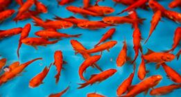 نکات مهم و کاربردی برای نگهداری طولانی مدت ماهی قرمز شب عید
