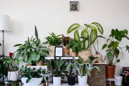 تقویت گیاهان آپارتمانی